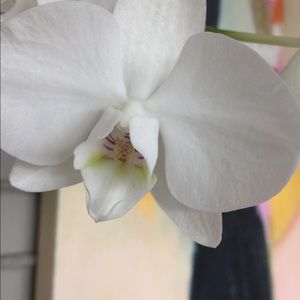 Meet your Posher, Nonie